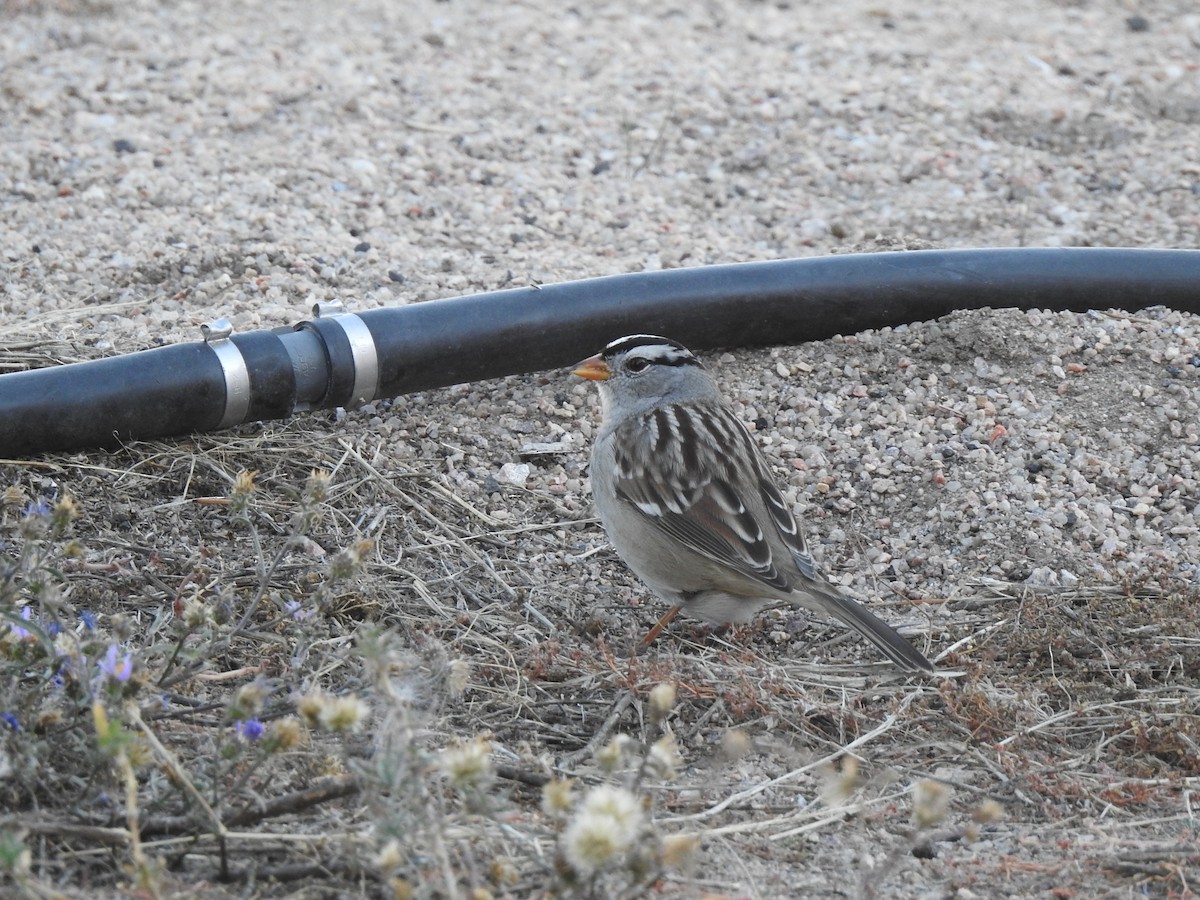 White-crowned Sparrow (Gambel's) - ML496282131