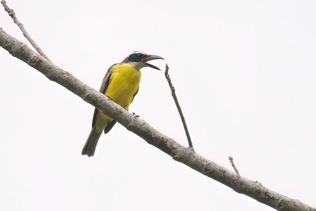 Boat-billed Flycatcher