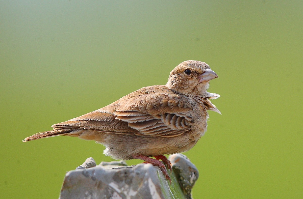 Ashy-crowned Sparrow-Lark - ML496282621