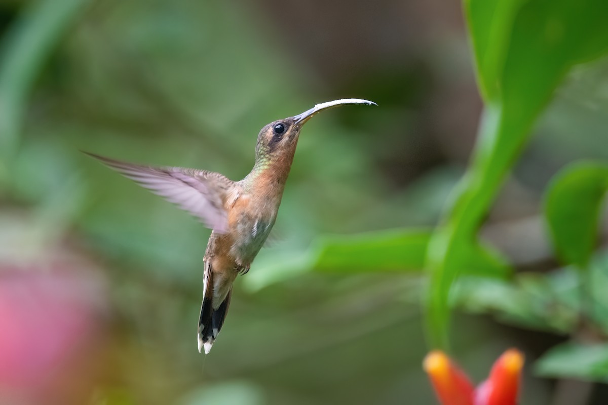 Bronzy Hermit - Adam Jackson