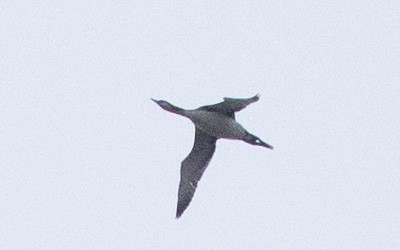 Red-throated Loon - ML496293341