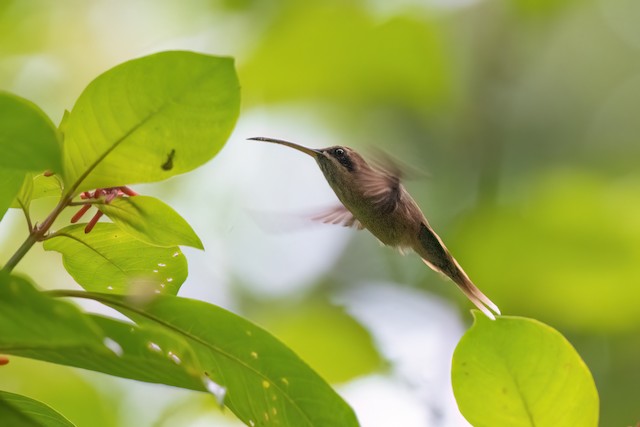 Stripe-throated Hermit