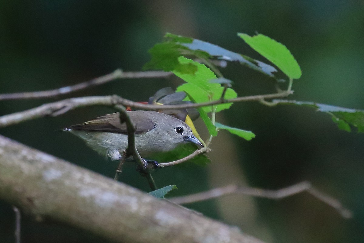 Ebird India Checklist Oct Old Magazine House Ganeshgudi Species