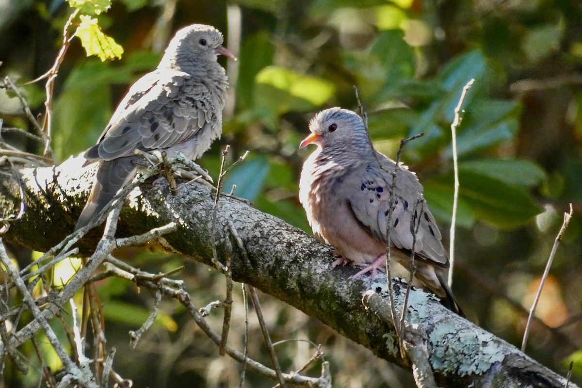 Common Ground Dove - Judith A. Kennedy