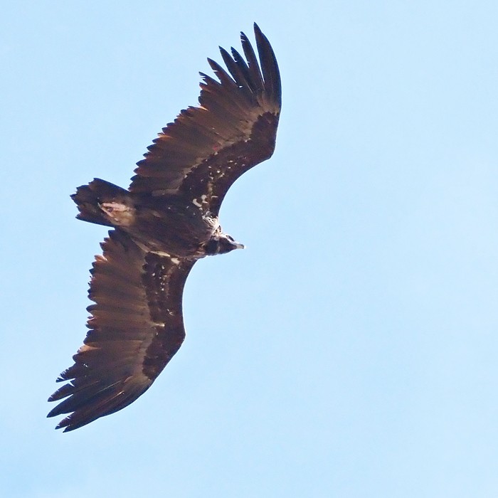 Cinereous Vulture - ML496302301