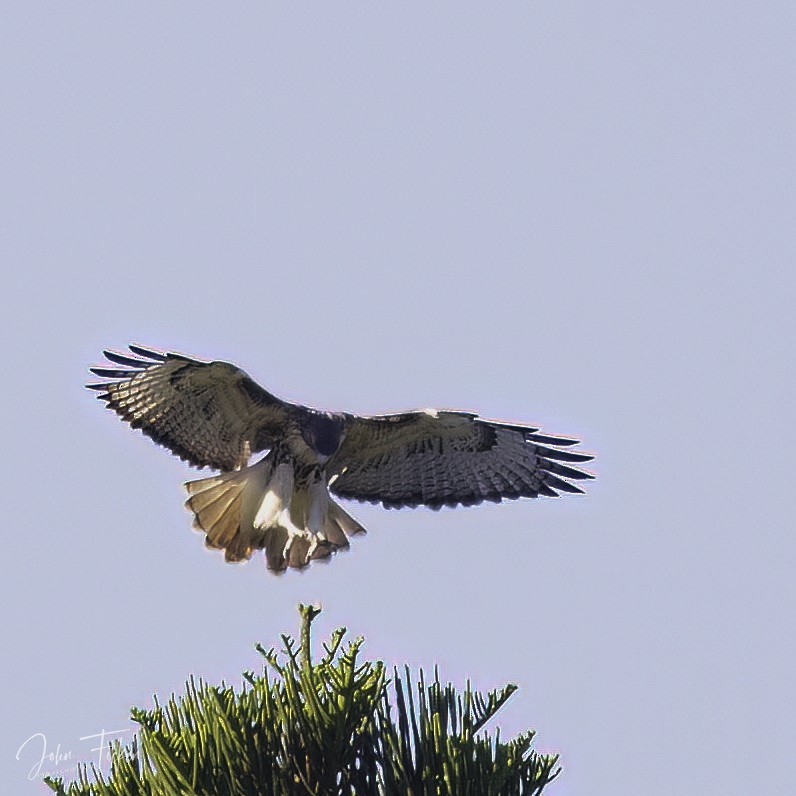 Red-tailed Hawk - ML496304801