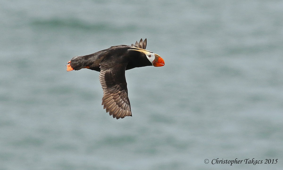 Tufted Puffin - Christopher Takacs