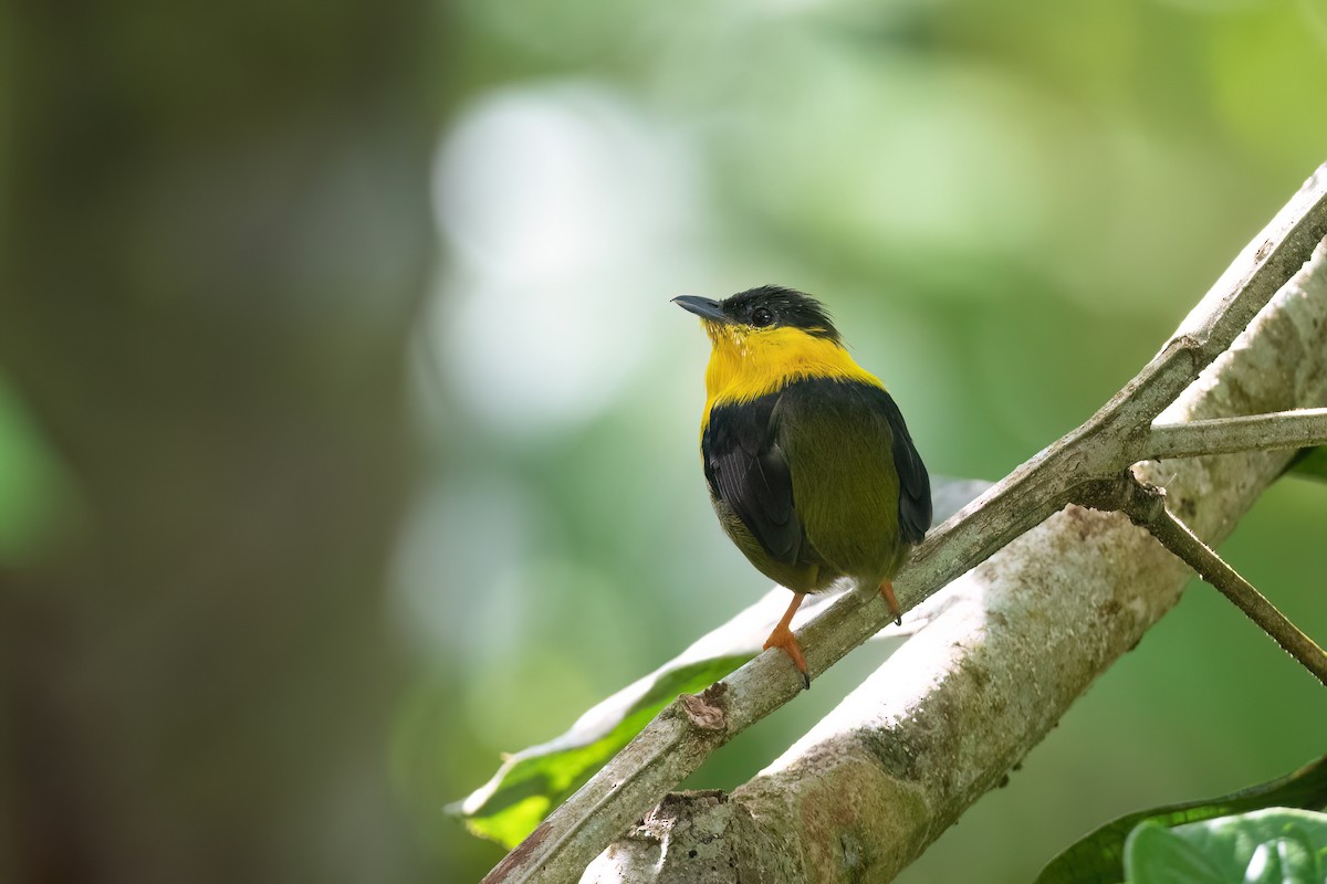 Golden-collared Manakin - Adam Jackson