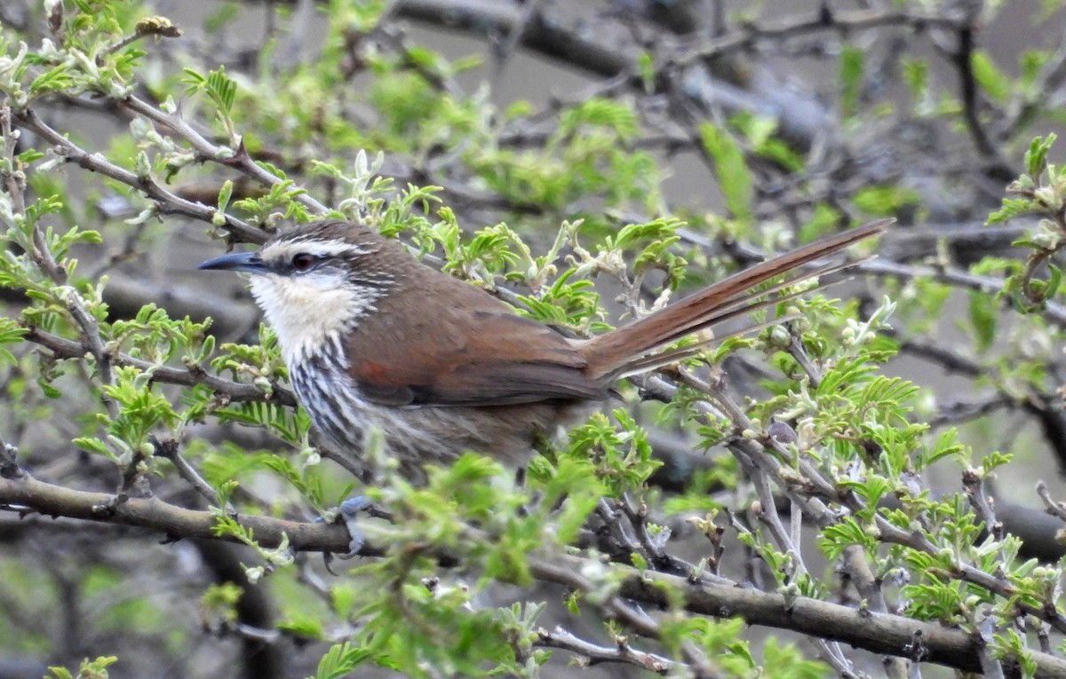 Great Spinetail - ML496312851