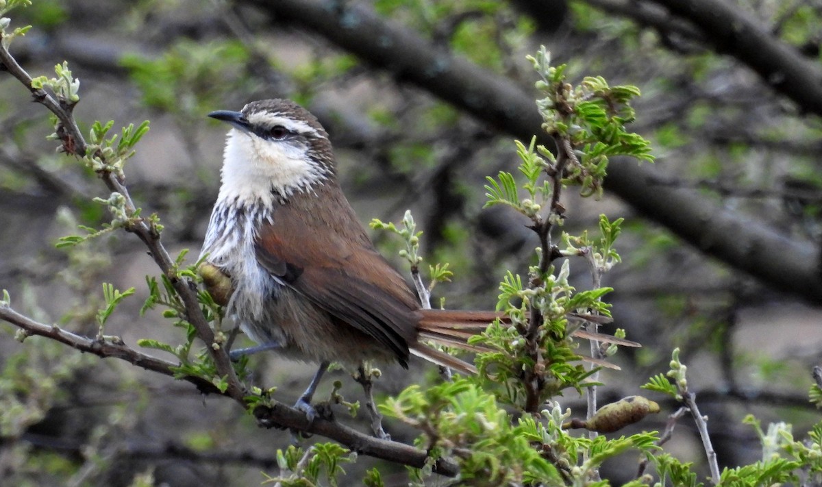Great Spinetail - ML496312921