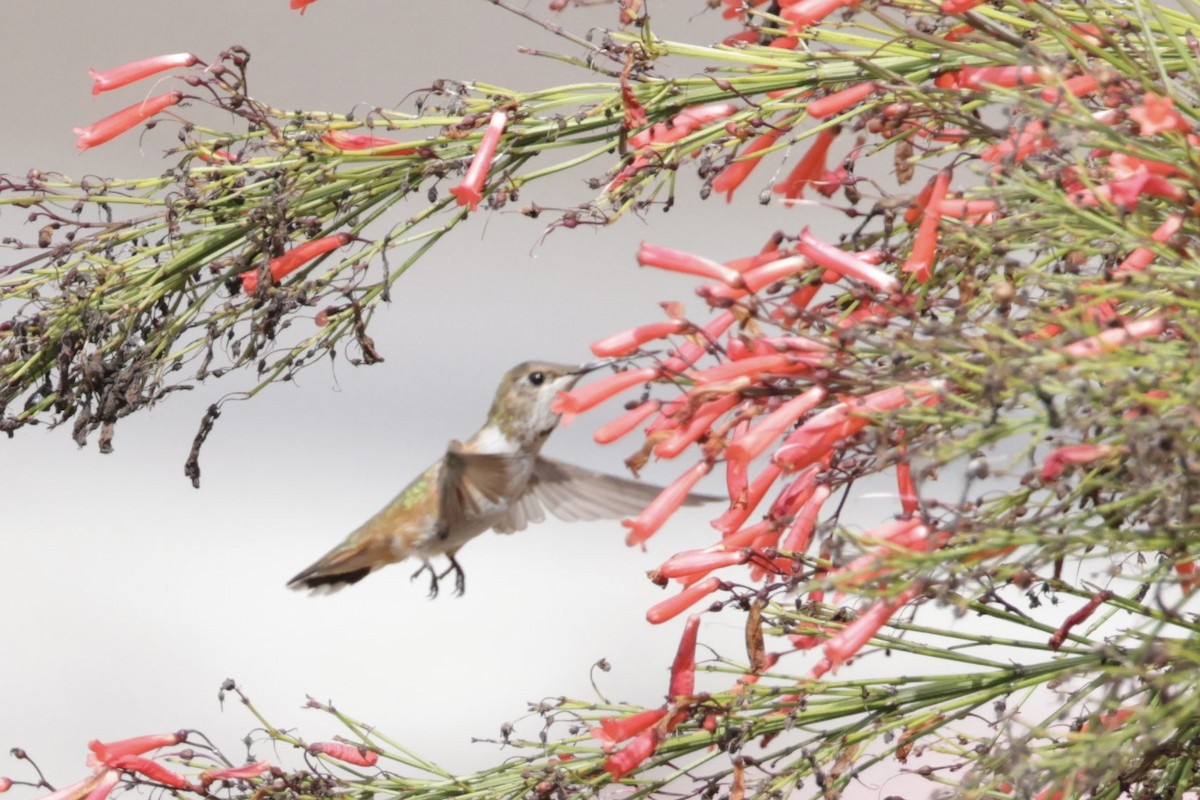 Rufous Hummingbird - A Birder