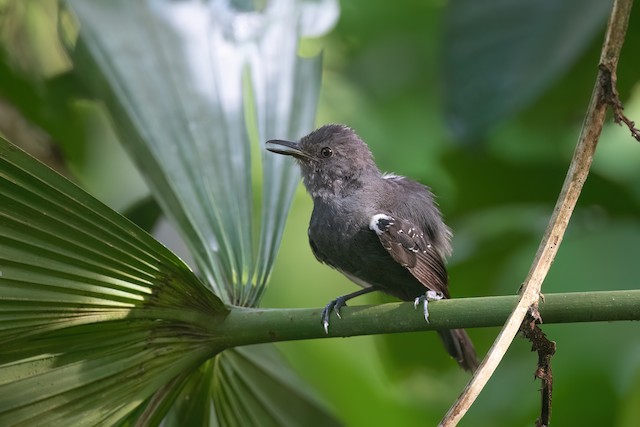 Dusky Antbird