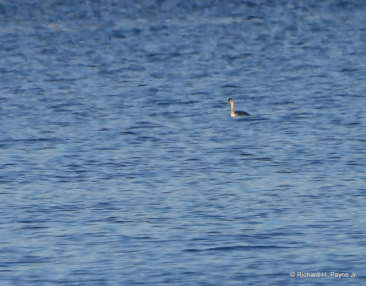 Red-necked Grebe - ML496317171