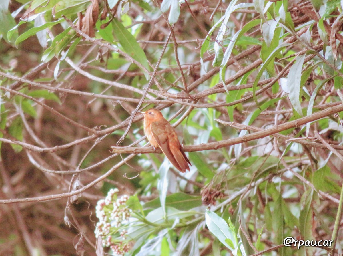 kolibřík duhovohřbetý - ML49632141