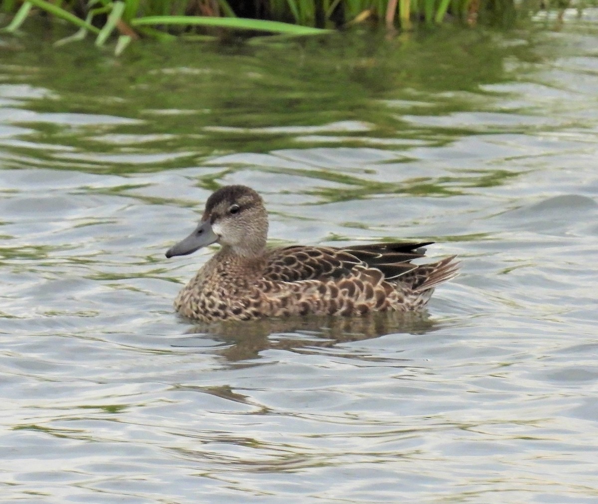 Blue-winged Teal - ML496323391