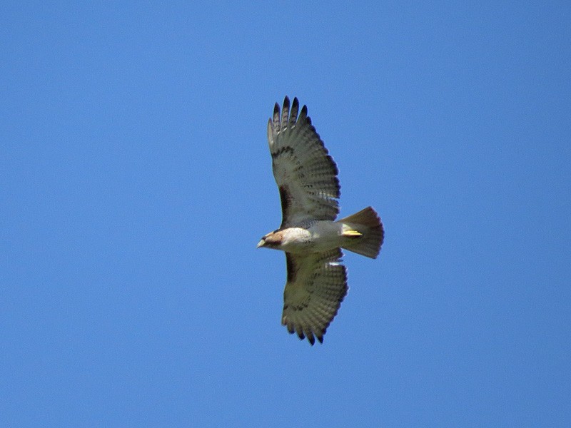 Red-tailed Hawk - wendy wright