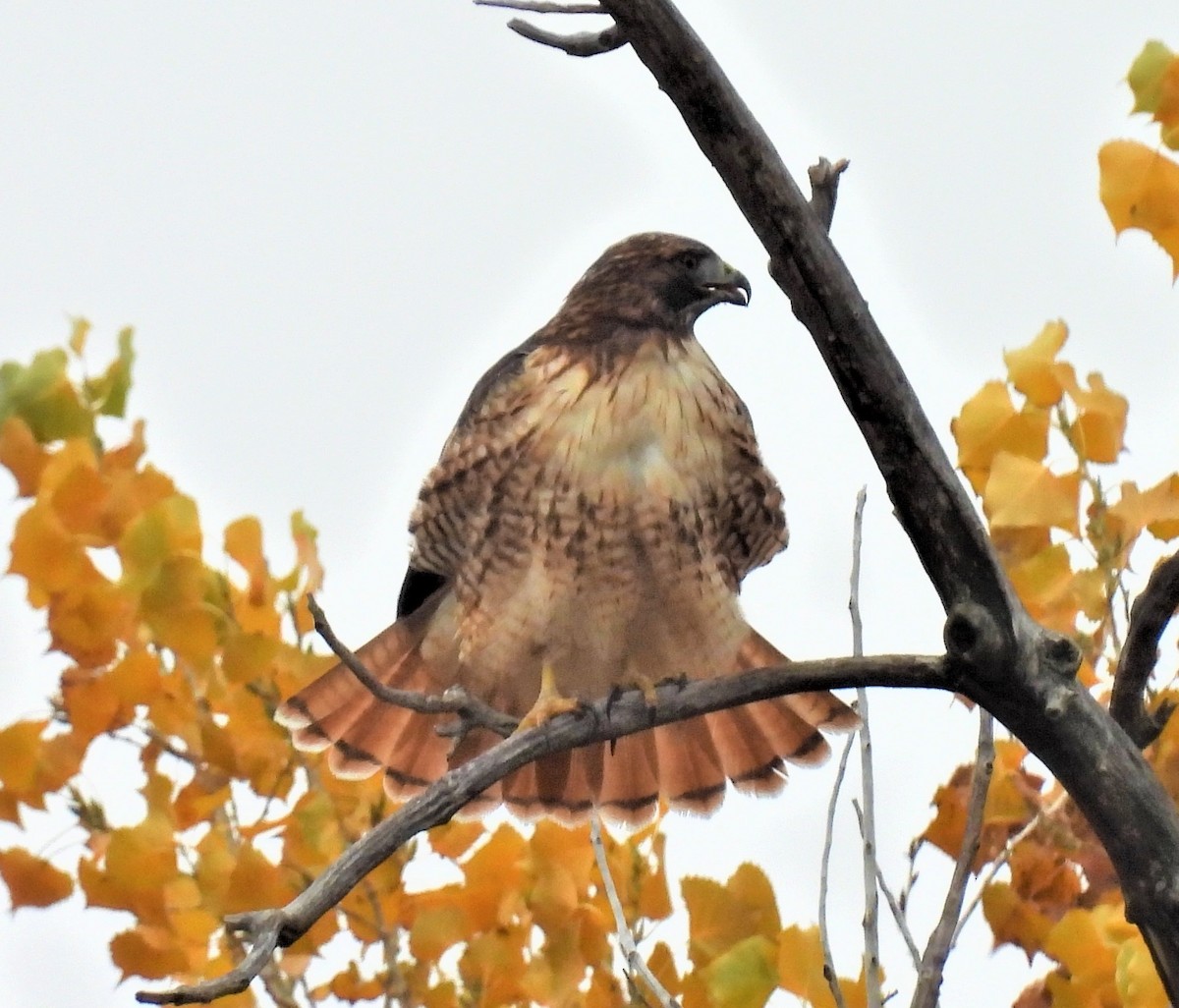 Red-tailed Hawk - ML496324131