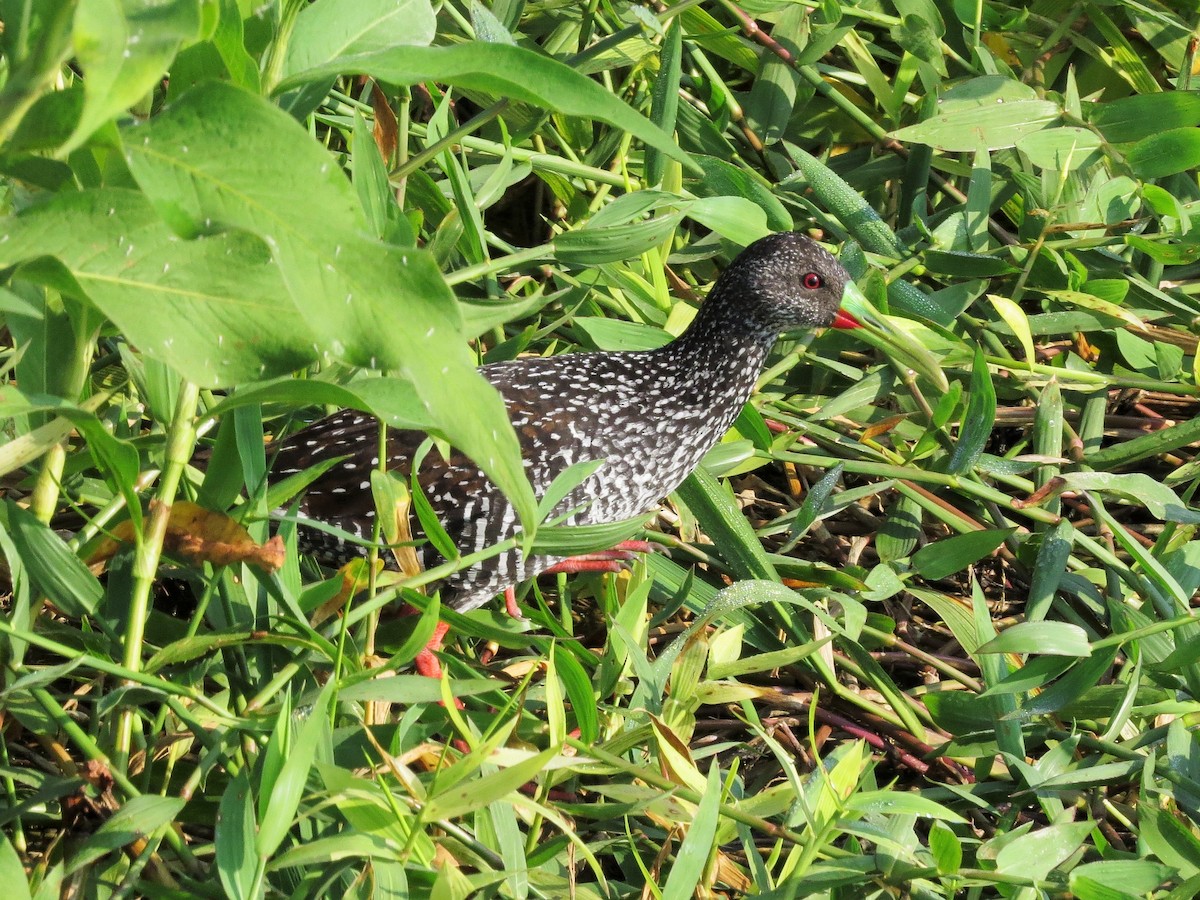 Spotted Rail - ML49632781