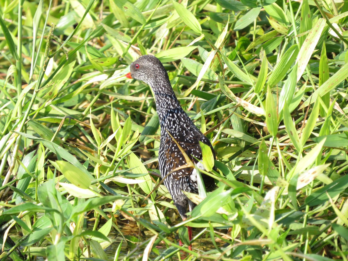 Spotted Rail - ML49632871