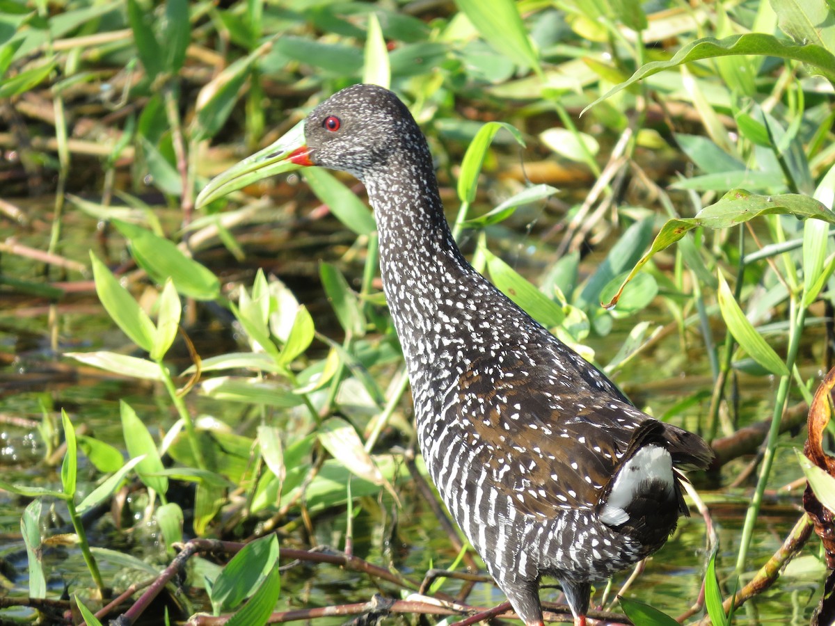 Spotted Rail - ML49632881