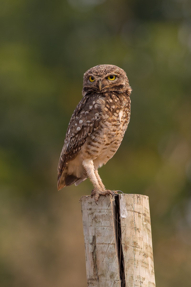 Burrowing Owl - ML496329191