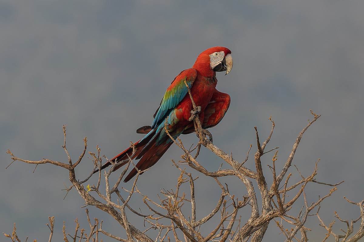 Red-and-green Macaw - ML496331021