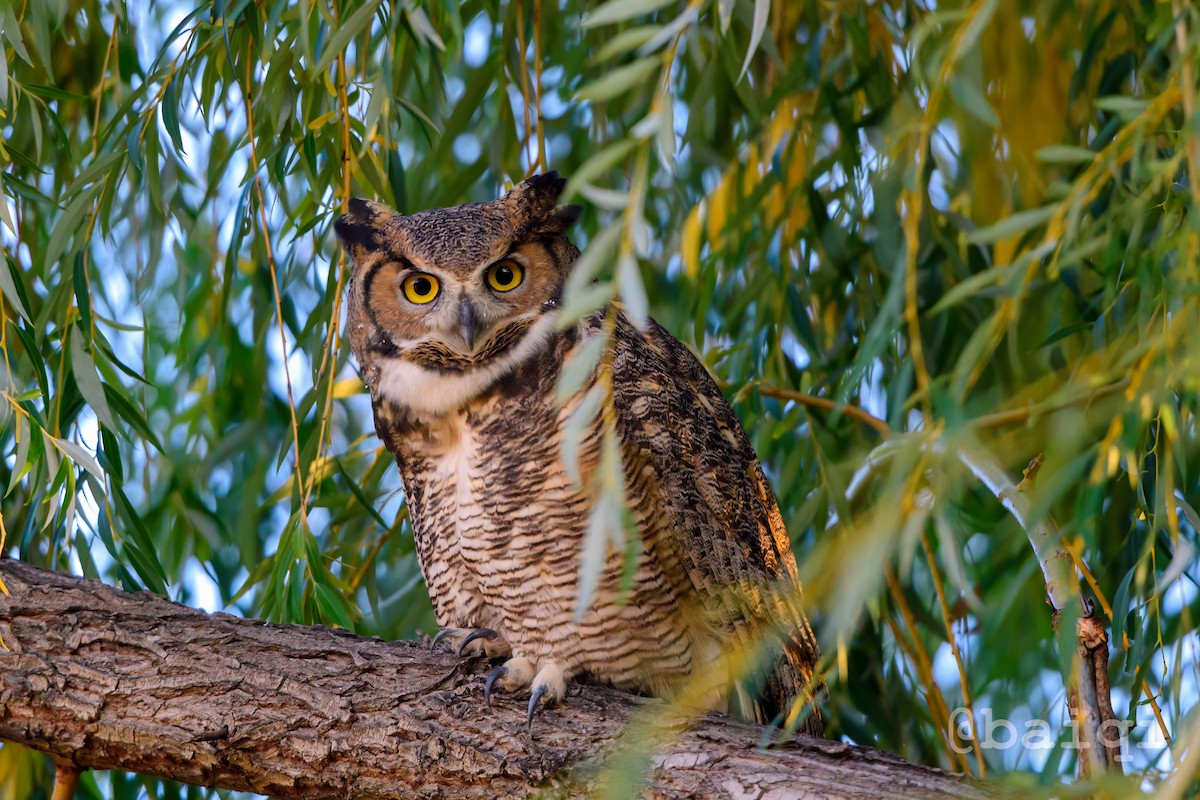 Great Horned Owl - ML496347291