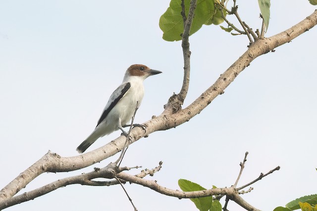 Black-crowned Tityra