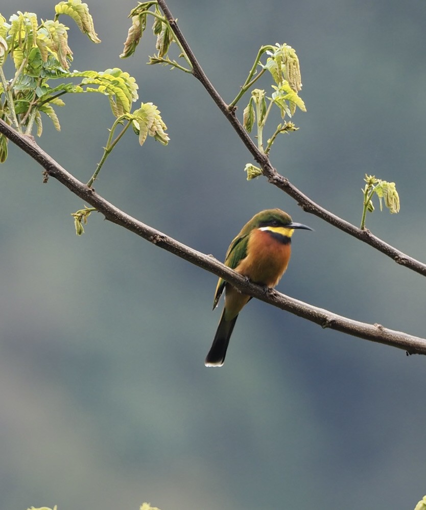 Cinnamon-chested Bee-eater - Sherry Lane