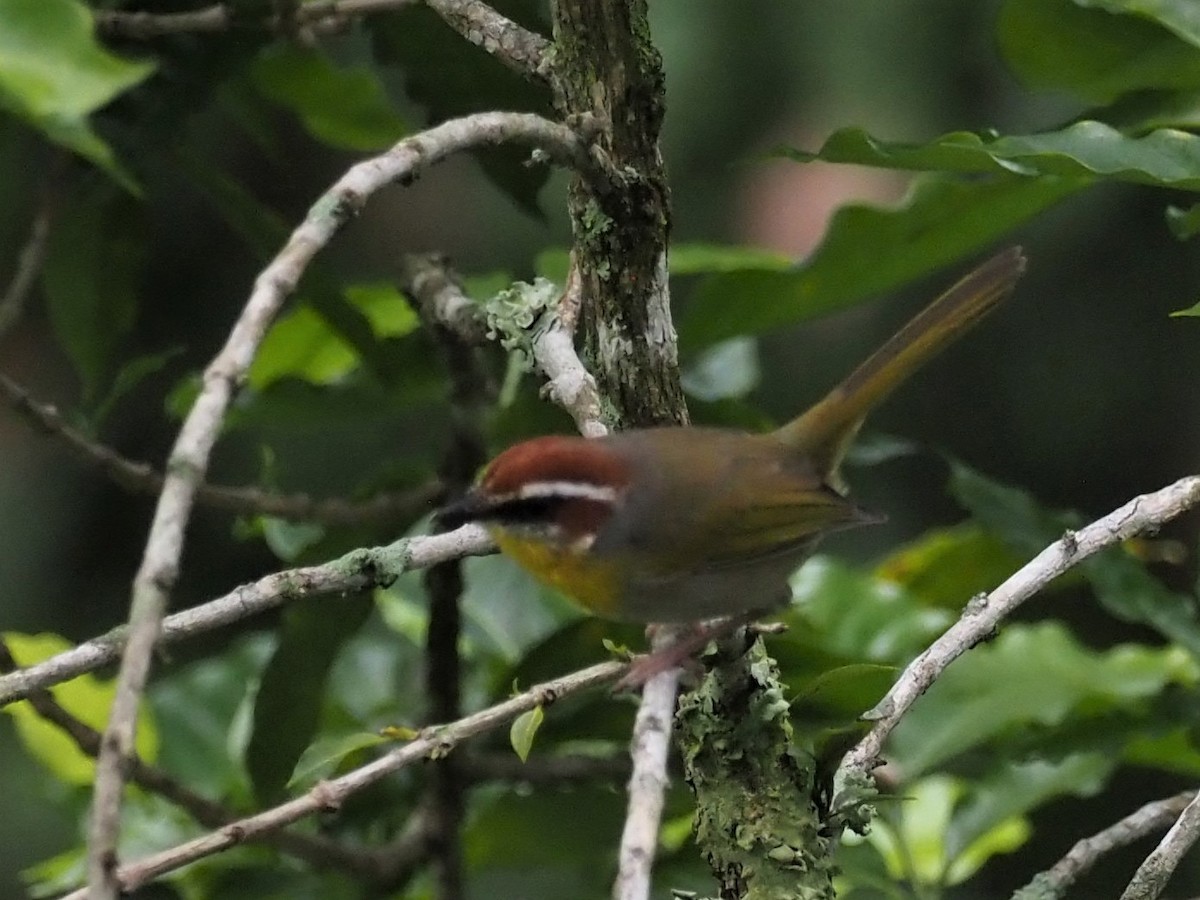 Rufous-capped Warbler - ML496351781