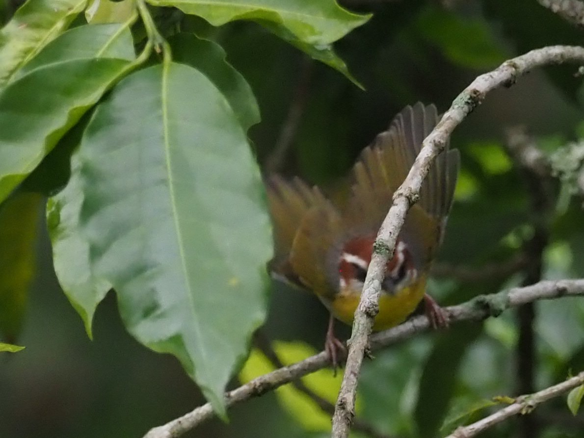 Rufous-capped Warbler - ML496351791