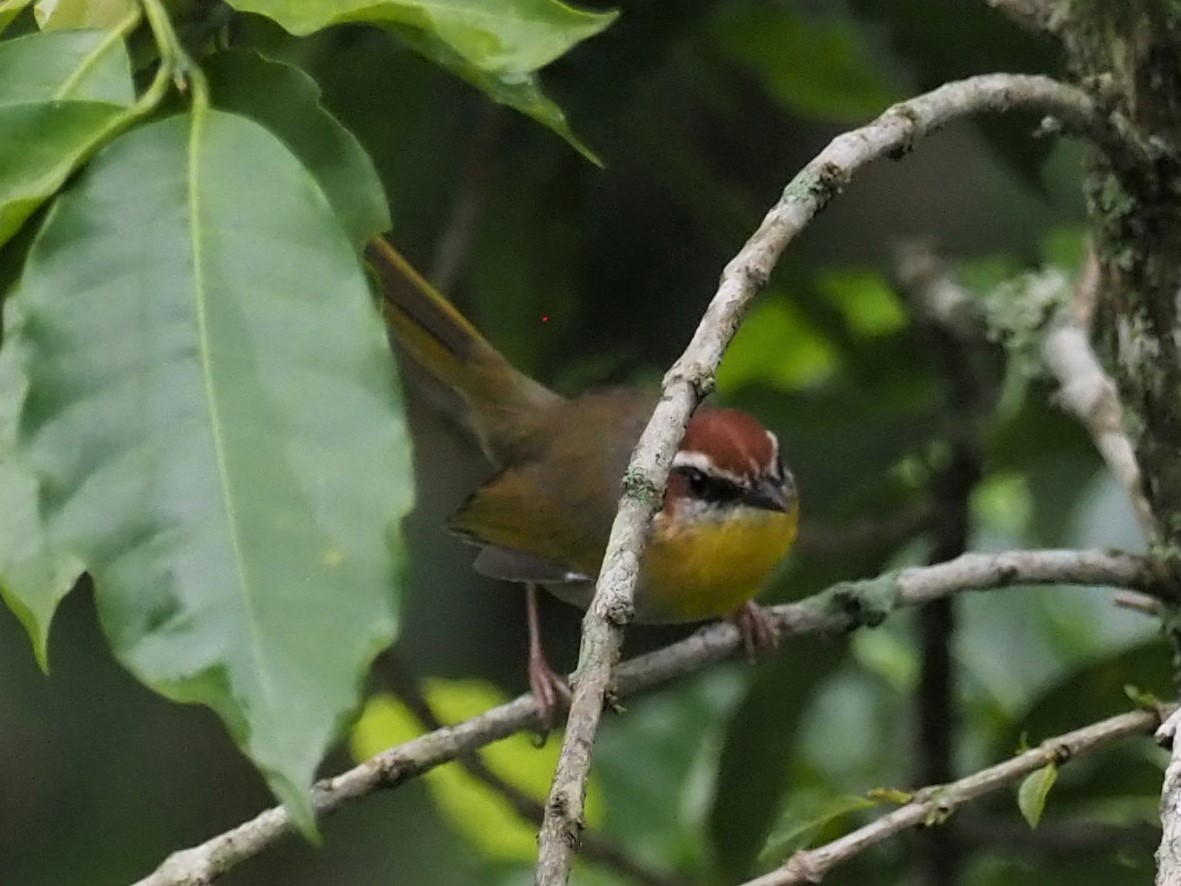 Rufous-capped Warbler - ML496351801