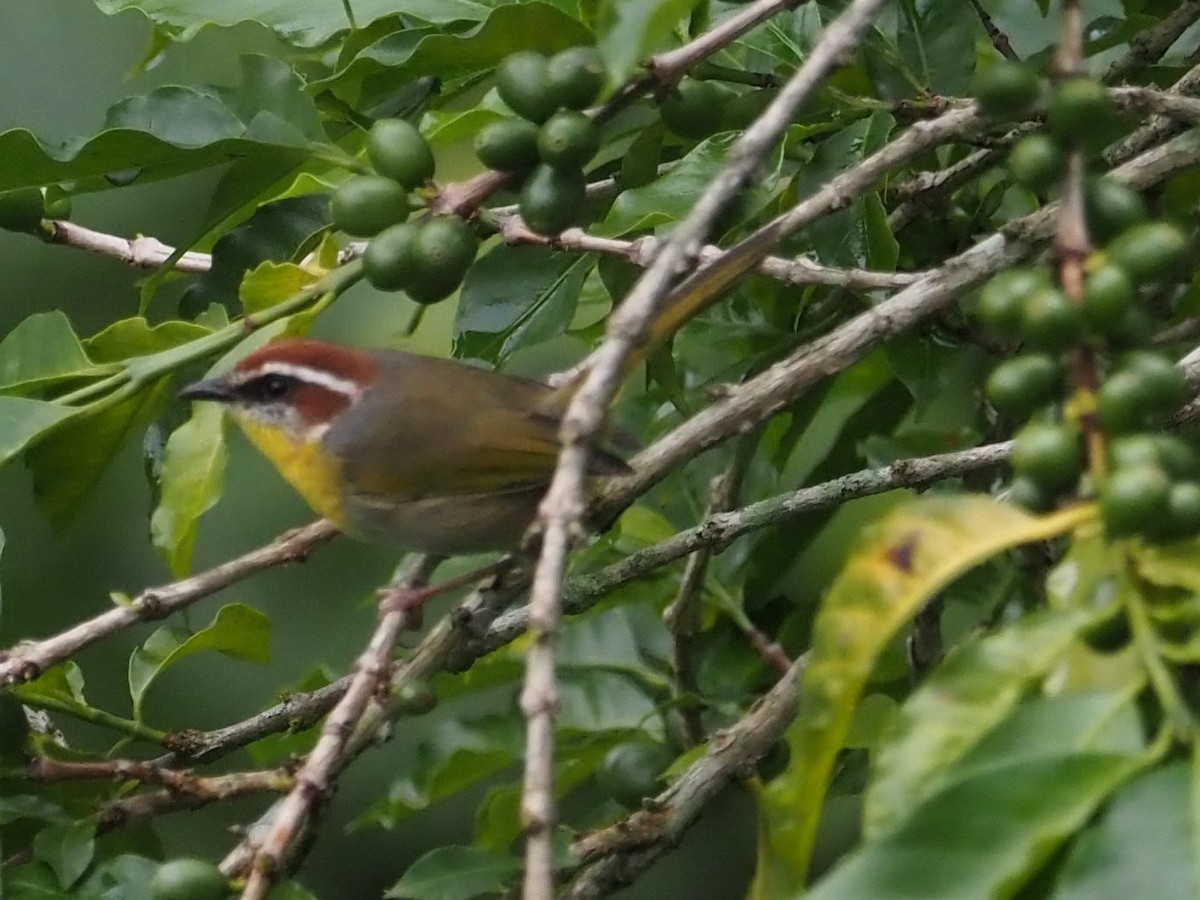 Rufous-capped Warbler - ML496351811