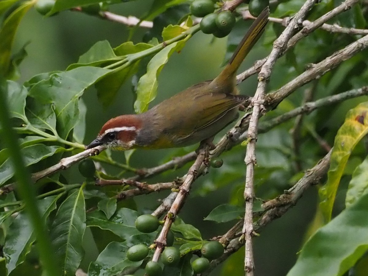Rufous-capped Warbler - ML496351821