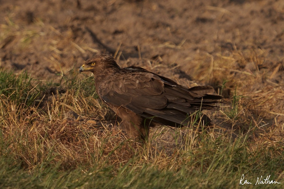 Lesser Spotted Eagle - ML496352661