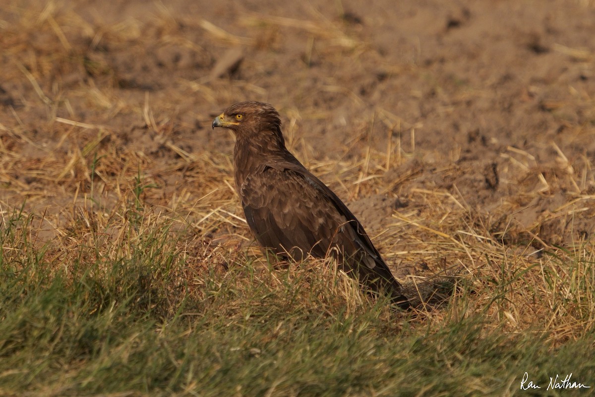 Lesser Spotted Eagle - ML496352681