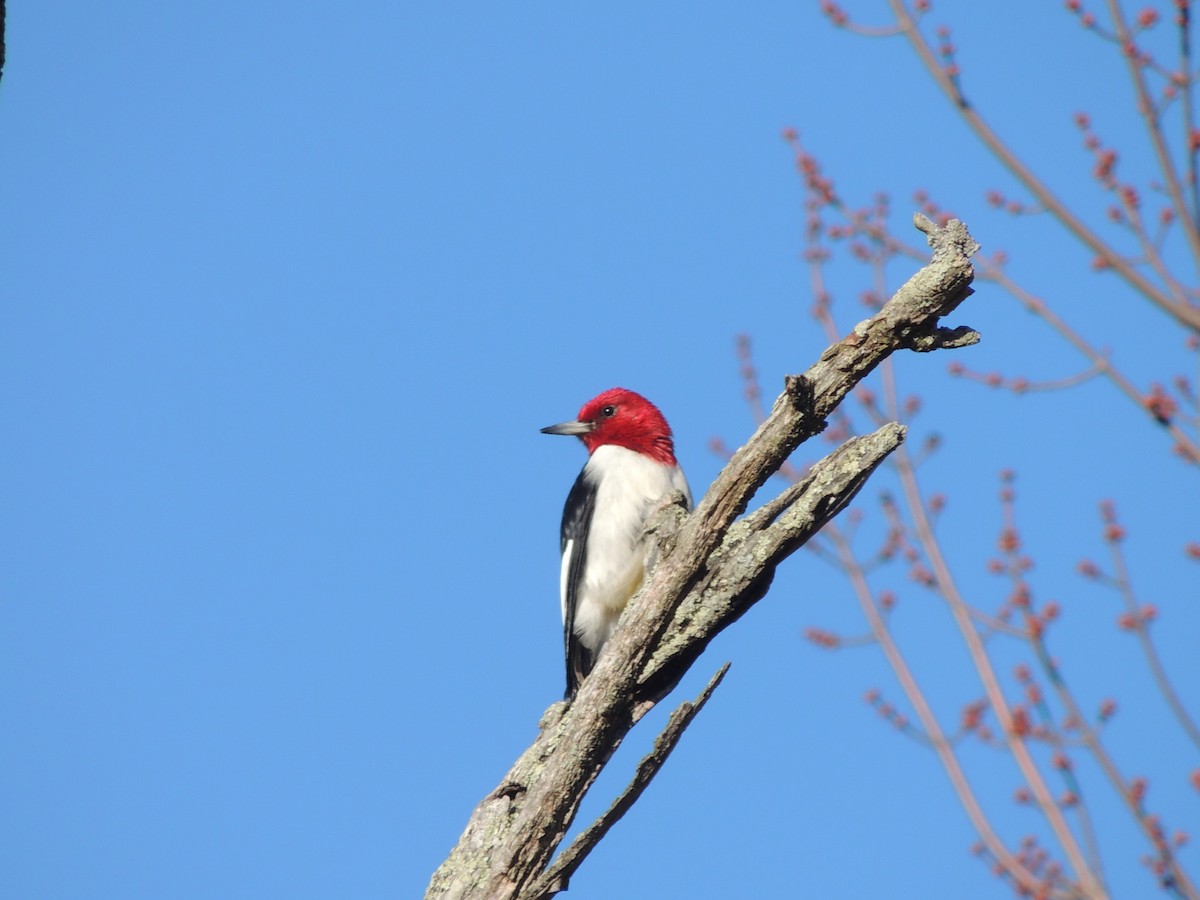 Red-headed Woodpecker - Darrell  Good
