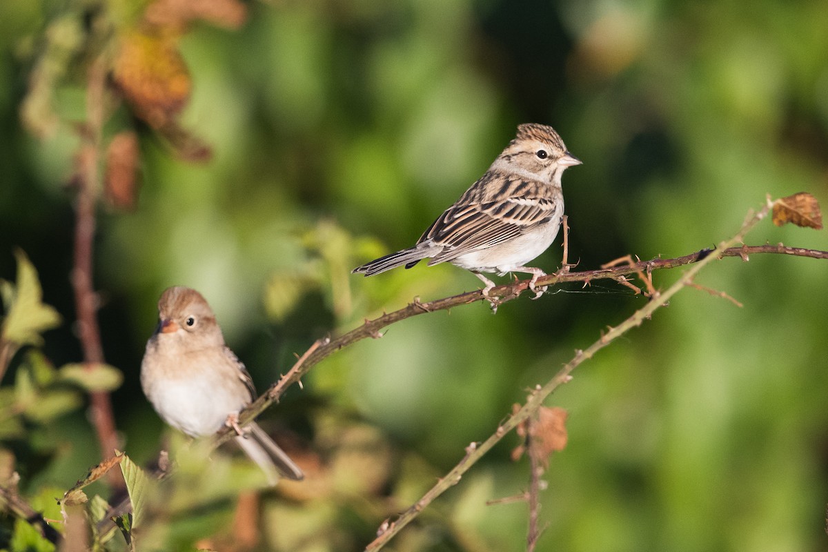 Chipping Sparrow - ML496353821