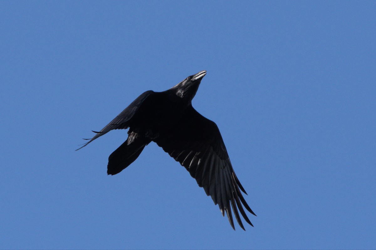 Common Raven - Robert Howard