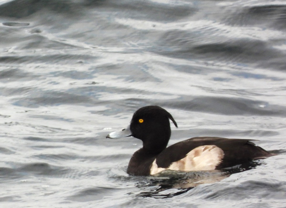 Tufted Duck - ML496364691