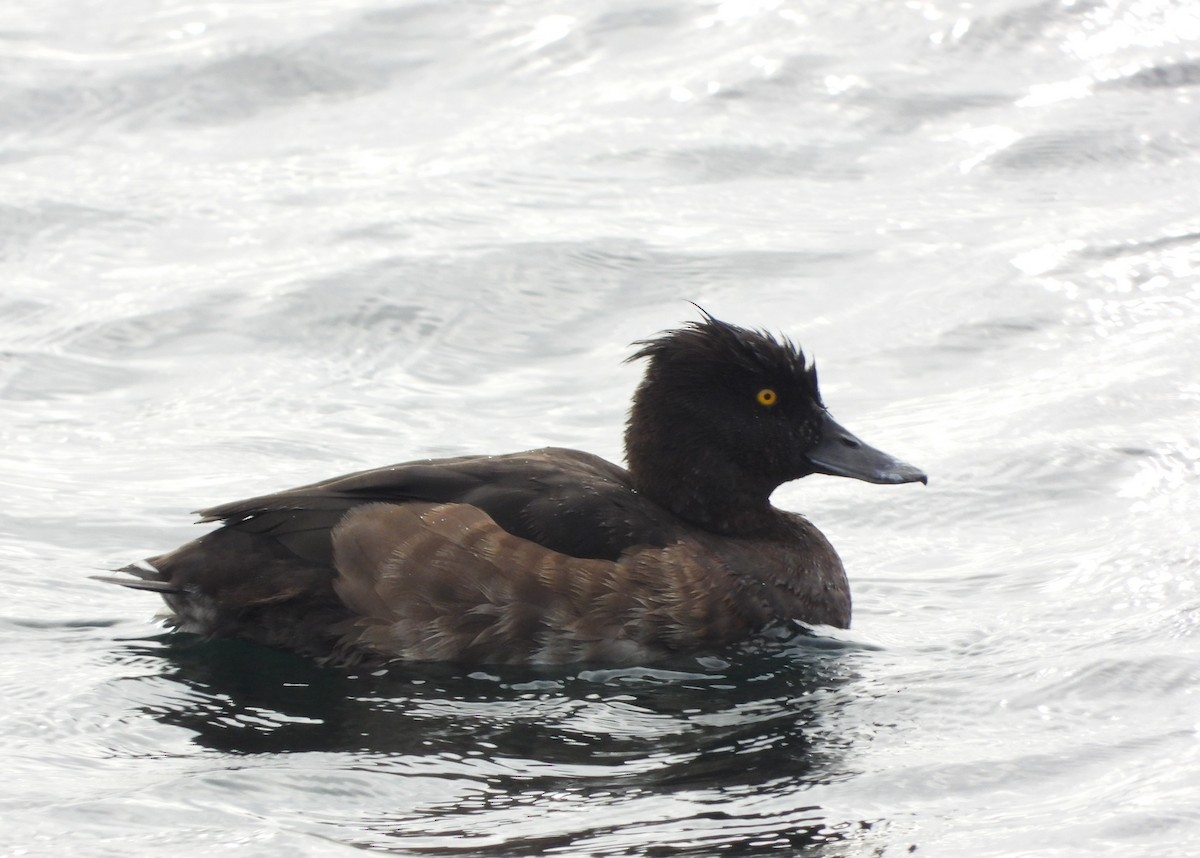 Tufted Duck - ML496364701