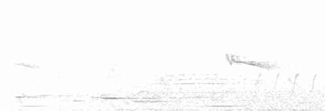 holub pestrokřídlý - ML496368481