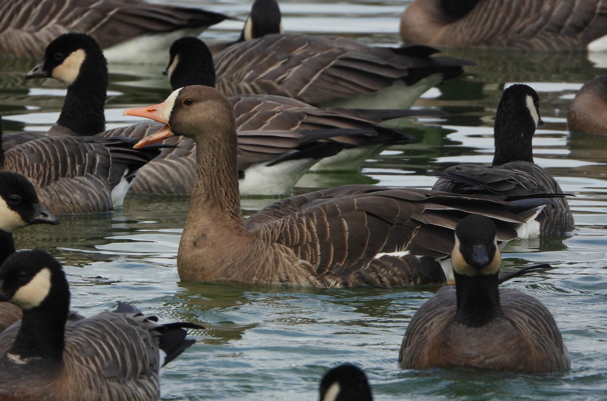 Greater White-fronted Goose - ML496371521