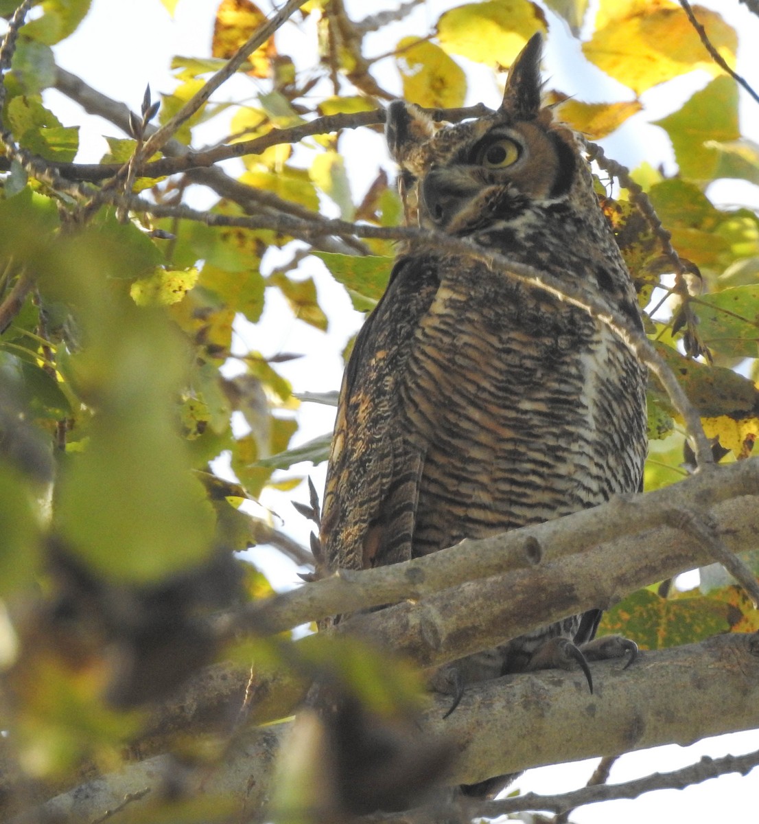 Great Horned Owl - ML496379981