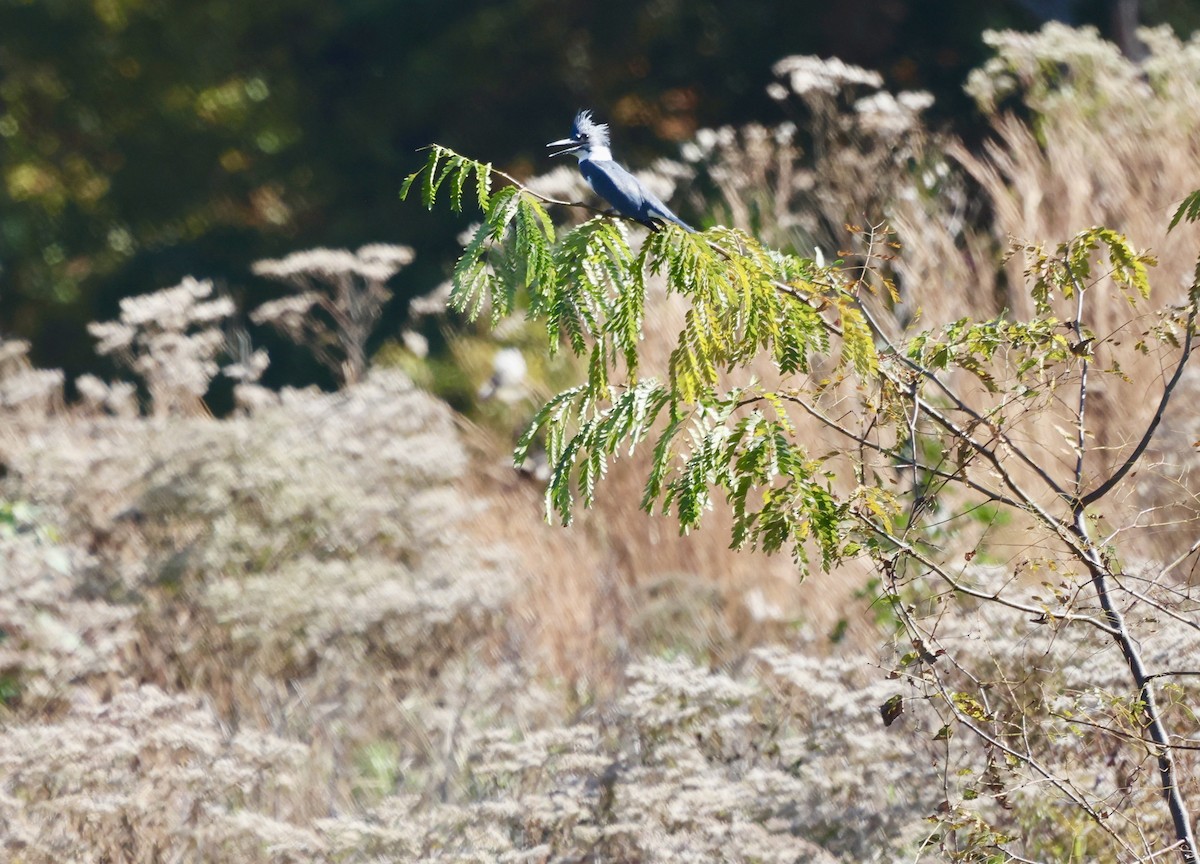 Belted Kingfisher - ML496384861