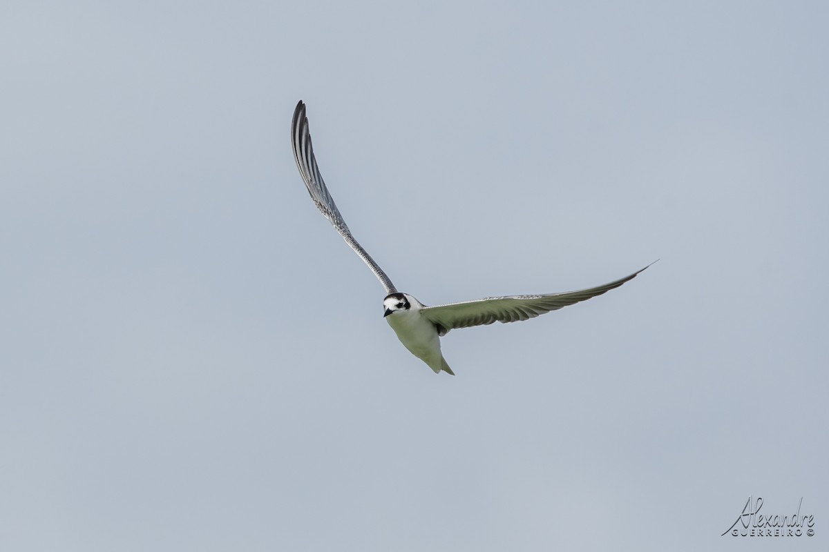 White-winged Tern - ML496386871