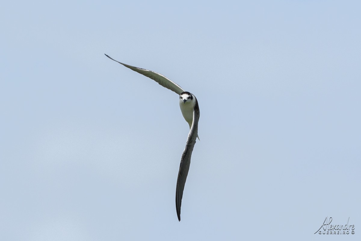 White-winged Tern - ML496386881