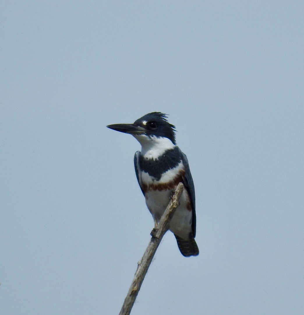 Belted Kingfisher - ML496388921