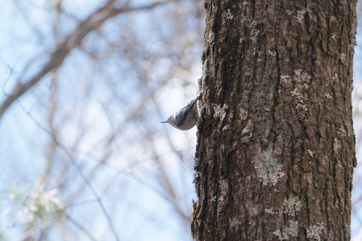 White-breasted Nuthatch - ML49638931