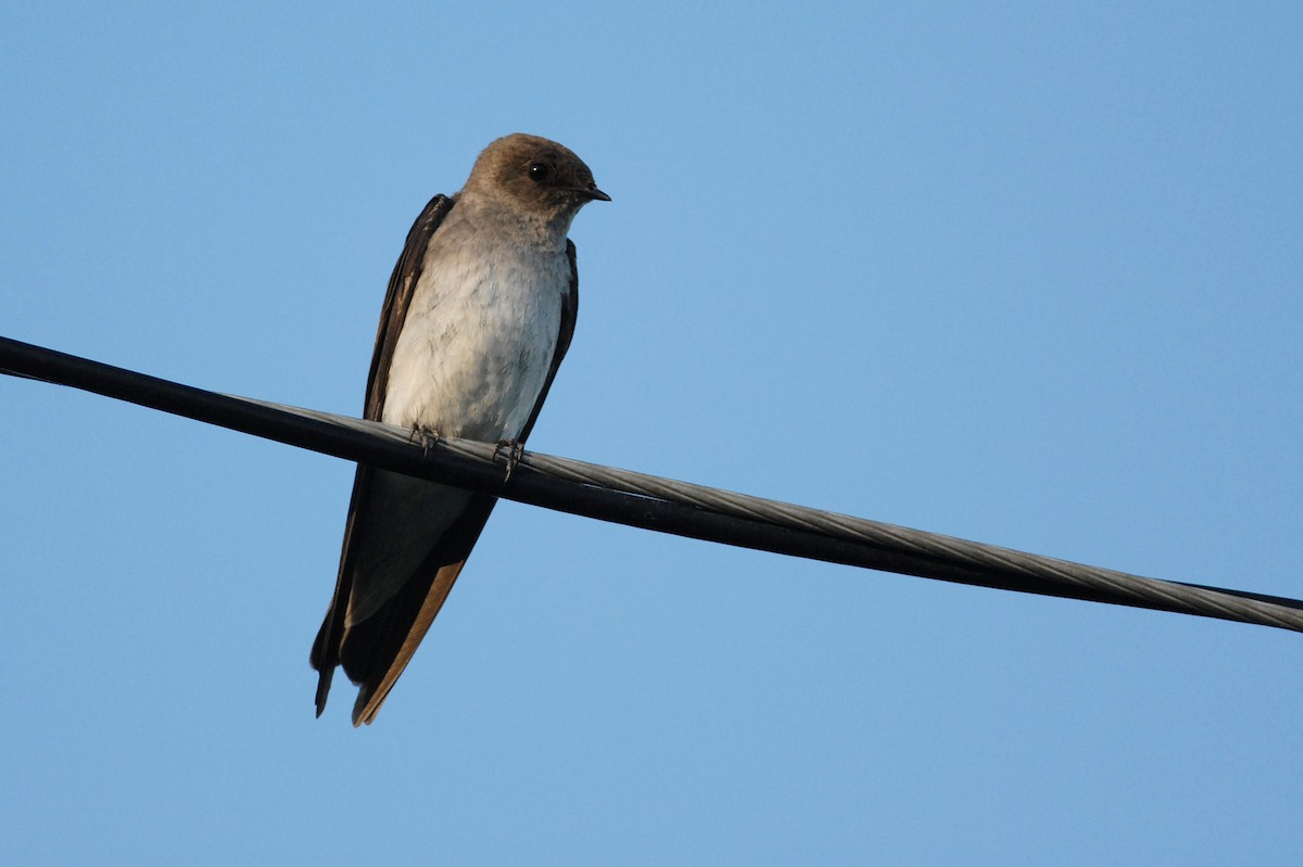 Northern Rough-winged Swallow - ML49639301
